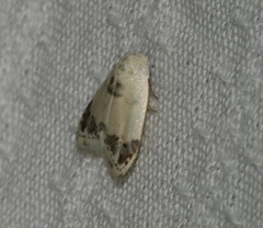 Neoduma kuangtungensis