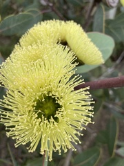 Eucalyptus preissiana
