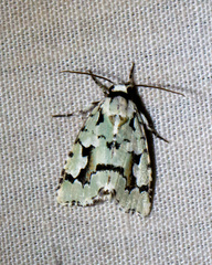 Emarginea percara