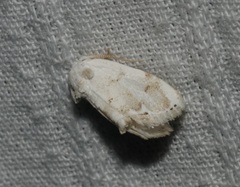 Niphopyralis