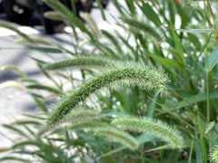 Setaria verticillata