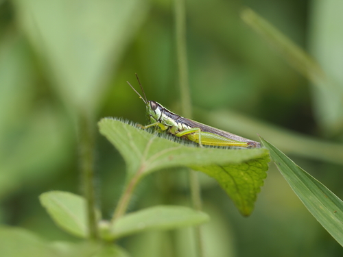 Spine-kneed Grasshopper