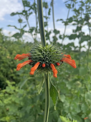 lion's ear