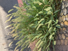 Setaria verticillata