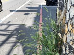 Setaria verticillata