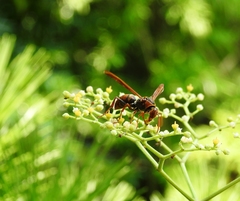Polistes nipponensis