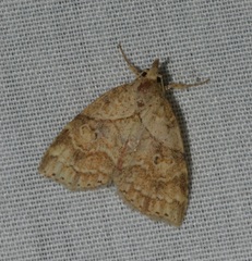 Olulis puncticinctalis