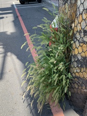 Setaria verticillata