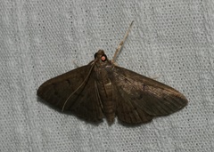 Omiodes tristrialis