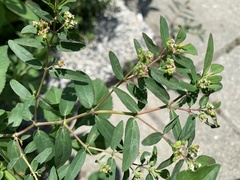 Euphorbia hypericifolia