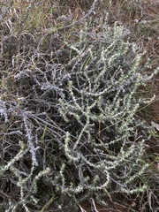Sclerolaena birchii