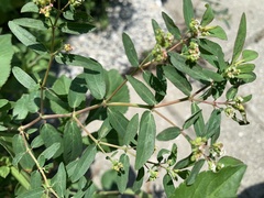 Euphorbia hypericifolia