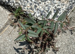 Euphorbia hypericifolia