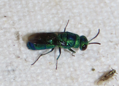 Trichrysis