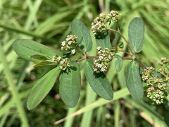 Euphorbia hypericifolia