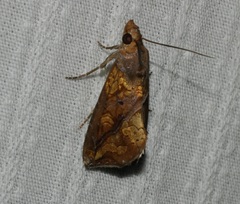 Plusiodonta coelonota