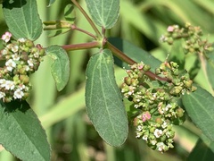 Euphorbia hypericifolia