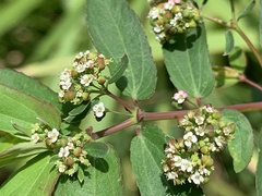 Euphorbia hypericifolia