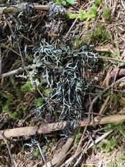 Hypogymnia duplicata