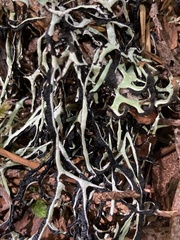 Hypogymnia duplicata