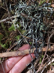 Hypogymnia duplicata