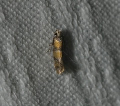 Promalactis lobatifera