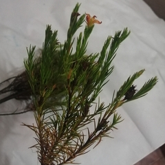 Hypericum juniperinum