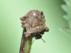Cyrtocoris