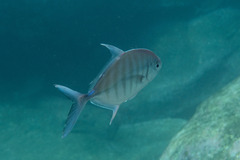 Ferdauia ferdau