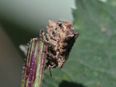 Cyrtocoris