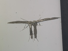 Oidaematophorus