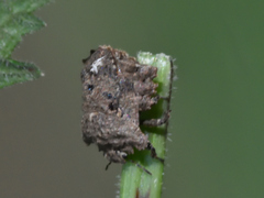Cyrtocoris