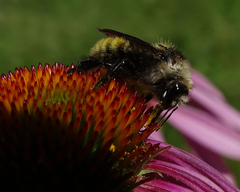 Bombus kirbiellus