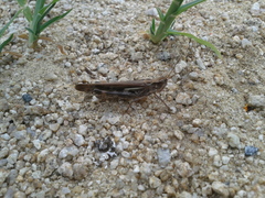 Aiolopus thalassinus tamulus