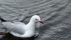 Chroicocephalus novaehollandiae novaehollandiae