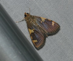Rehimena phrynealis
