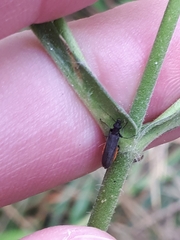 Oedemerini