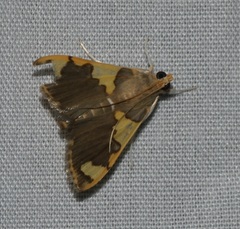 Rehimena phrynealis