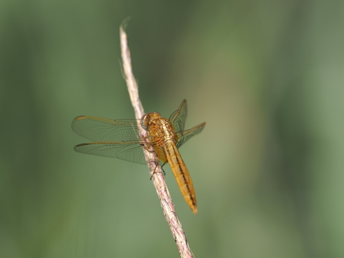 Broad Scarlet