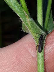 Oedemerini