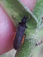 Oedemerini