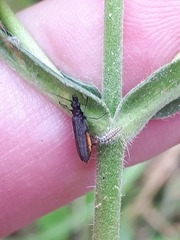 Oedemerini