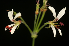 Pelargonium mutans