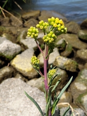 Senecio hydrophilus