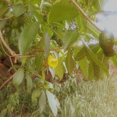 Tabernaemontana tomentosa