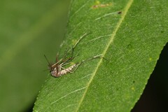 Coquillettidia perturbans