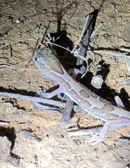 Lucasium steindachneri