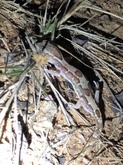 Lucasium steindachneri