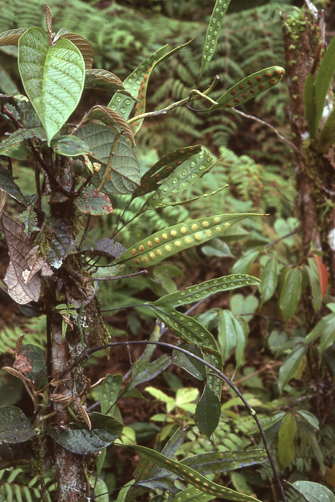 Microsorum papuanum