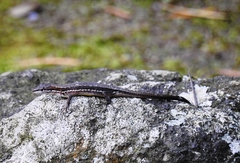 Takydromus tachydromoides